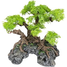 Komodo Bonsai Tree Small